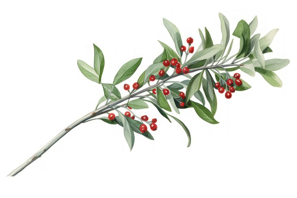 Mistletoe bouquet cherry plant herbs. AI generated Image by rawpixel.