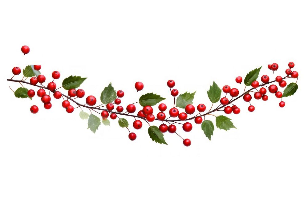Holly Garland cherry plant holly. | Premium Photo Illustration - rawpixel