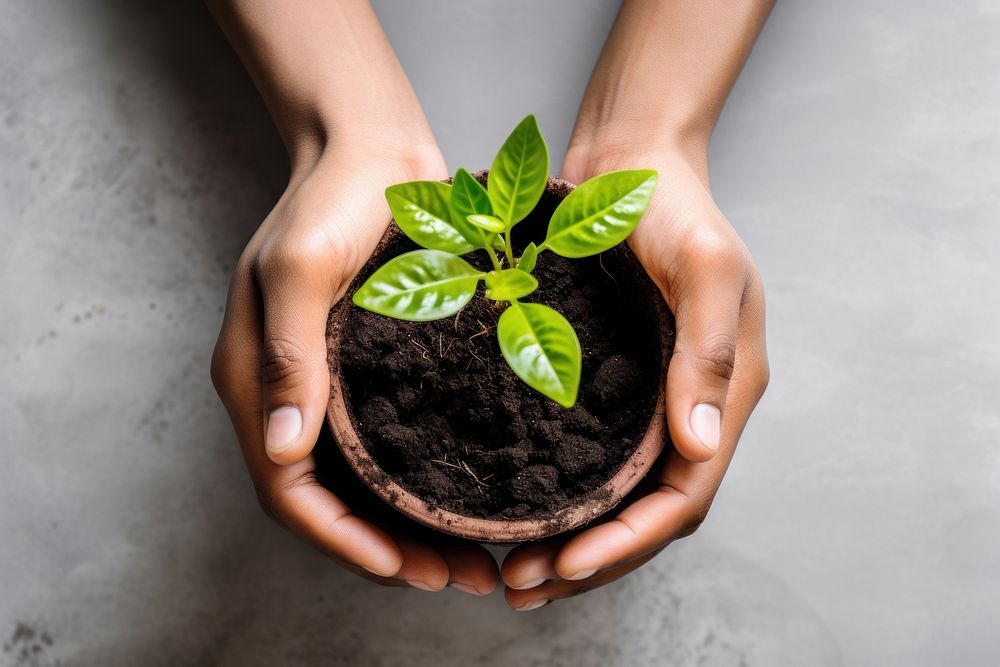 Hand planting a plant pot gardening leaf soil. AI generated Image by rawpixel.