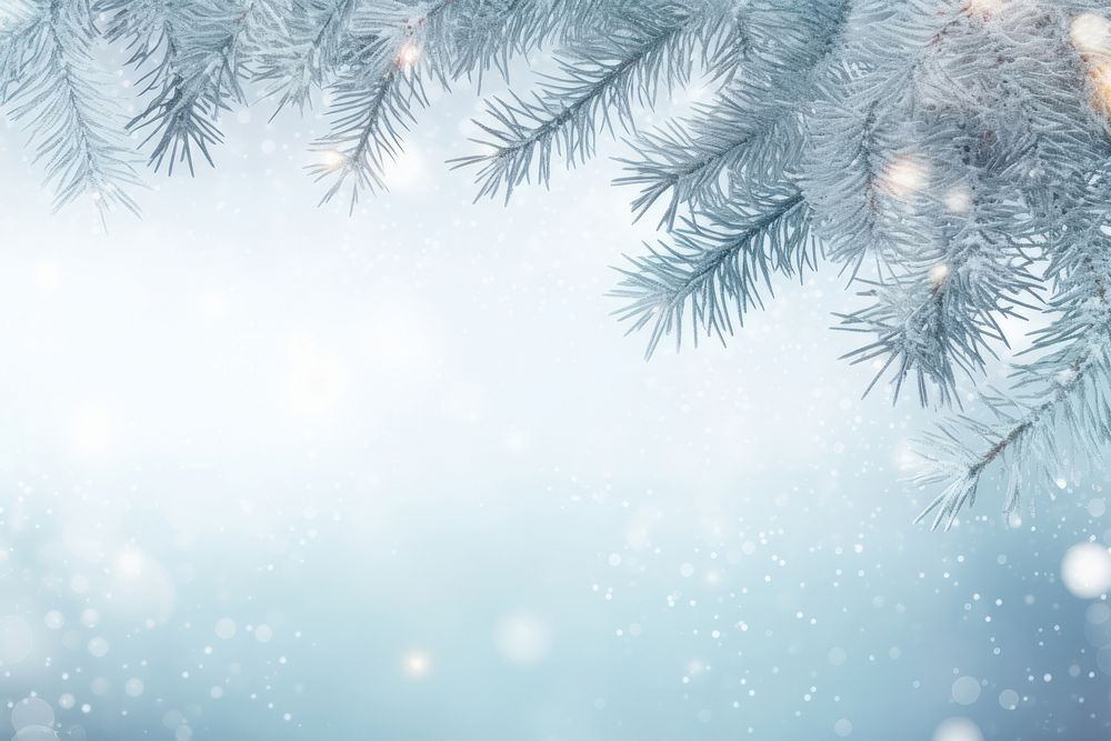 Spruce frosty brunches backgrounds christmas outdoors. AI generated Image by rawpixel.