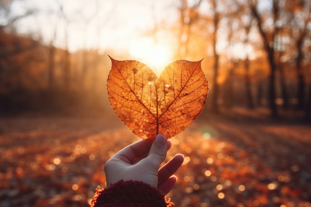 Autumn leaf holding sunset plant. AI generated Image by rawpixel.