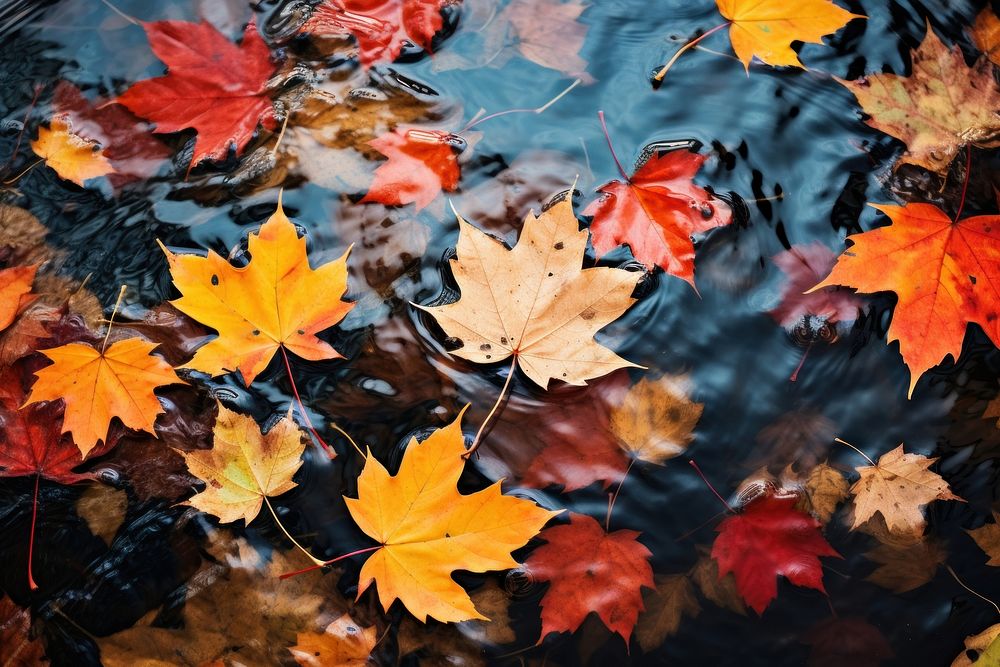 Autumn leaves floating maple plant. AI generated Image by rawpixel.