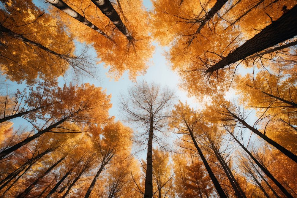 Trees autumn landscape outdoors. AI generated Image by rawpixel.