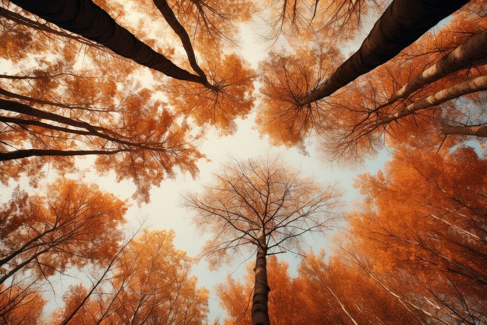 Trees autumn landscape outdoors. AI generated Image by rawpixel.