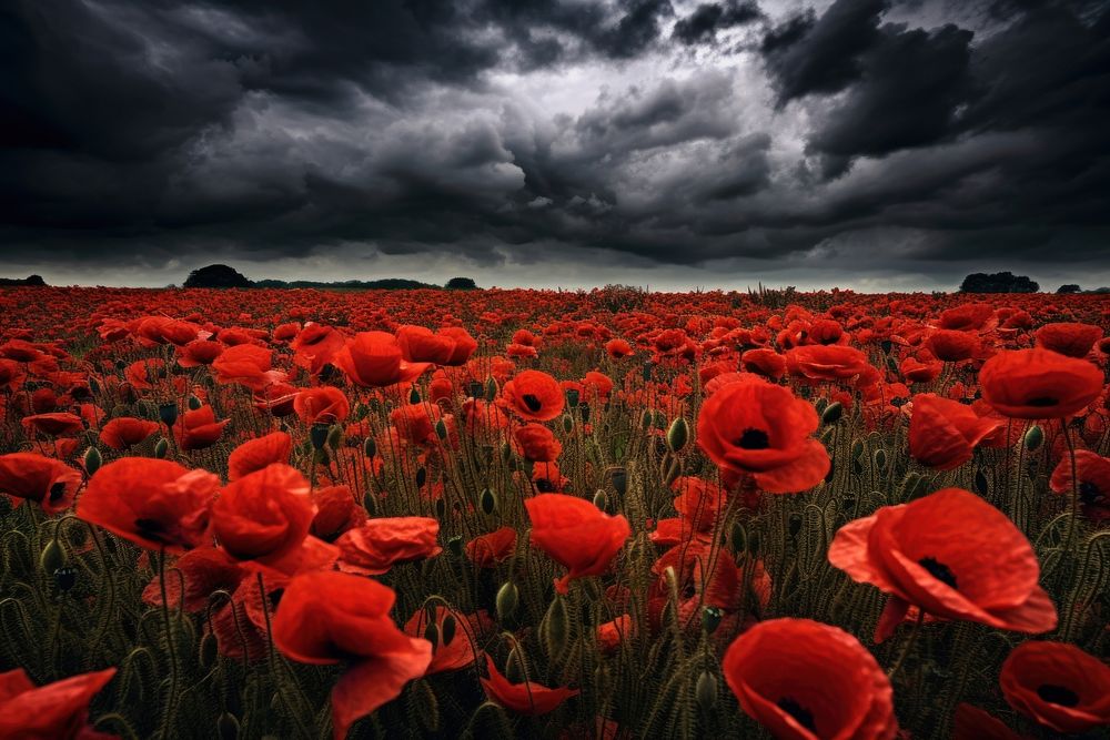 Poppy field landscape outdoors nature. AI generated Image by rawpixel.