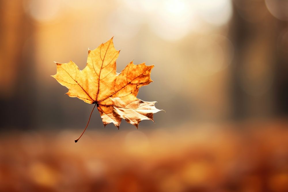 Autumn leaf falling plant tree. AI generated Image by rawpixel.