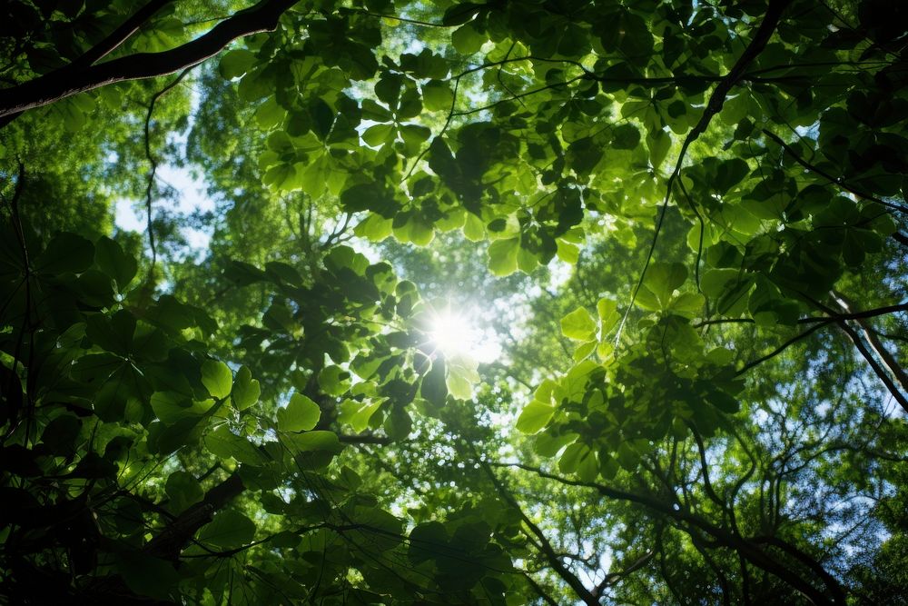 Rain forest green sky sun. AI generated Image by rawpixel.