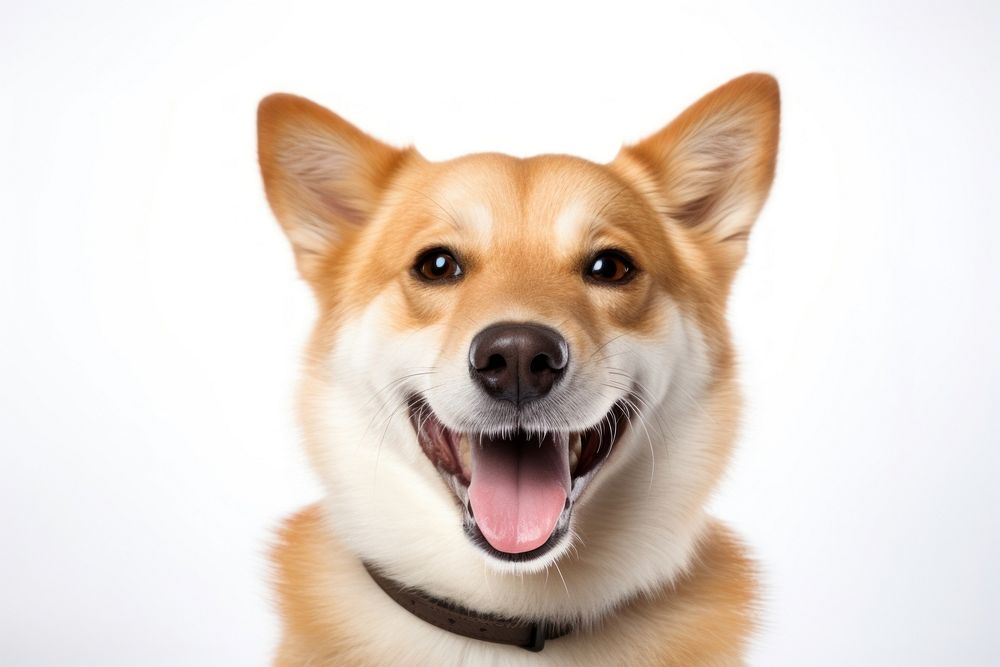 Dog smile mammal animal snout. AI generated Image by rawpixel.