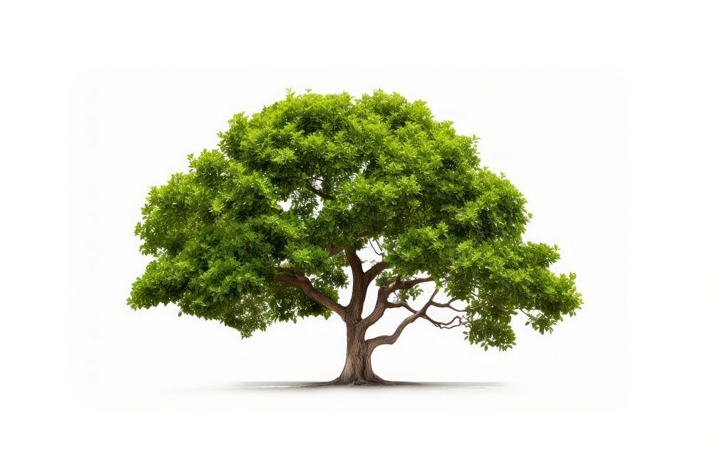 Indoor tree plant white background tranquility. AI generated Image by rawpixel.