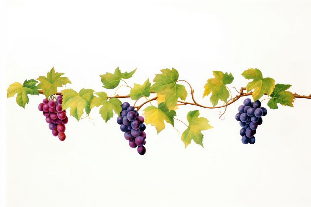 Grape vine grapes plant fruit. AI generated Image by rawpixel.