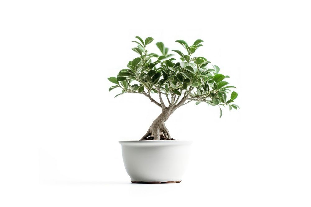 Pot tree bonsai plant leaf. AI generated Image by rawpixel.
