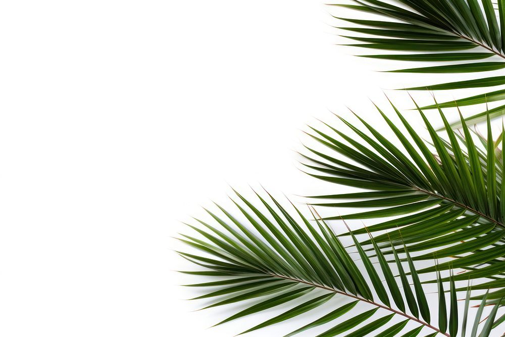 Coconut palm leaves on left corner backgrounds outdoors nature. AI generated Image by rawpixel.