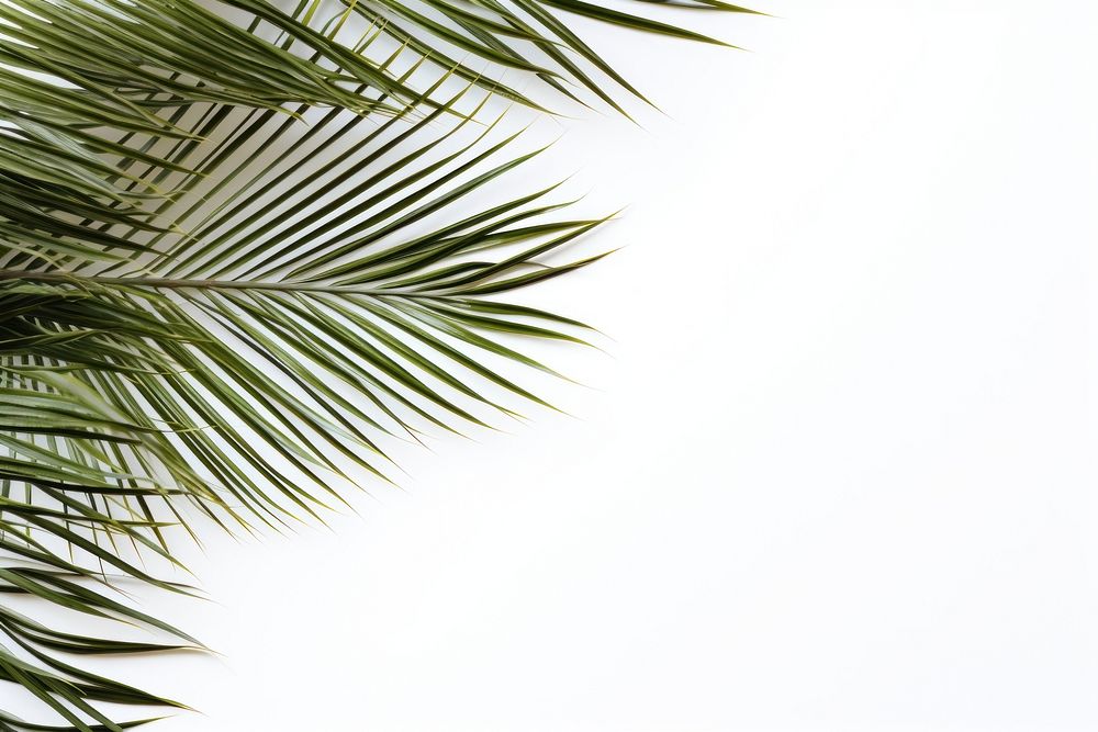 Coconut palm leaves on left corner backgrounds sunlight outdoors. AI generated Image by rawpixel.