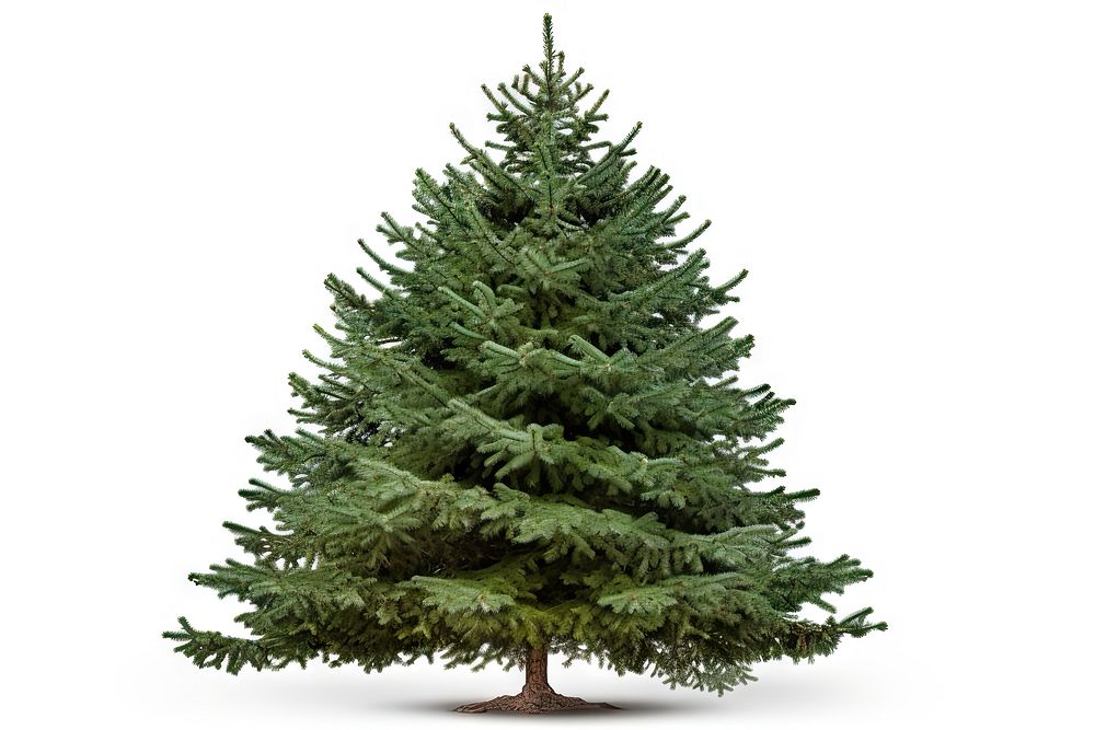 Christmas tree spruce plant pine. AI generated Image by rawpixel.