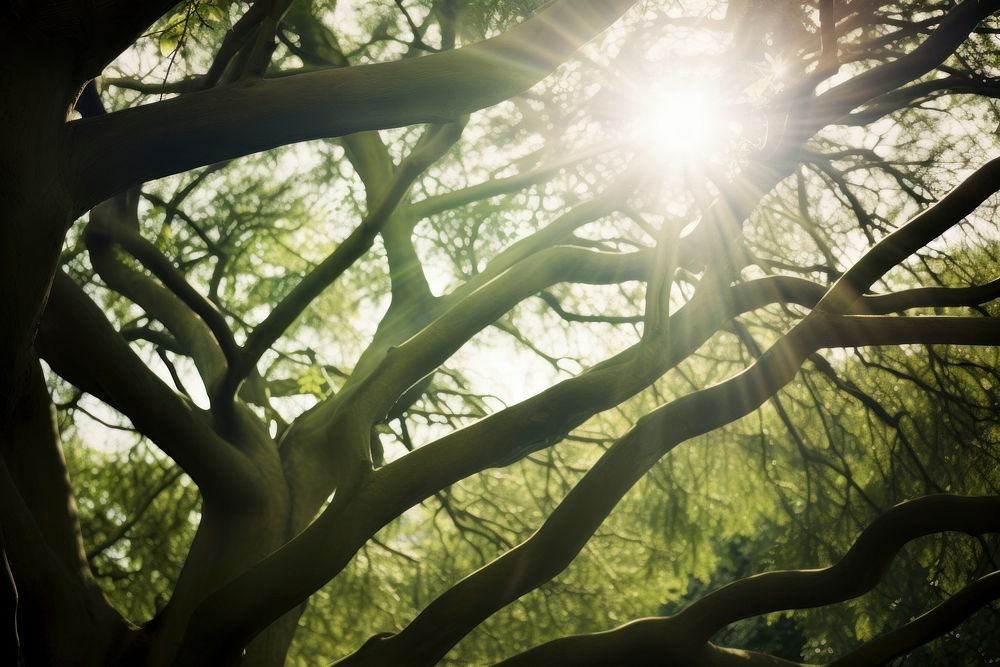 Tree land sun backgrounds. AI generated Image by rawpixel.