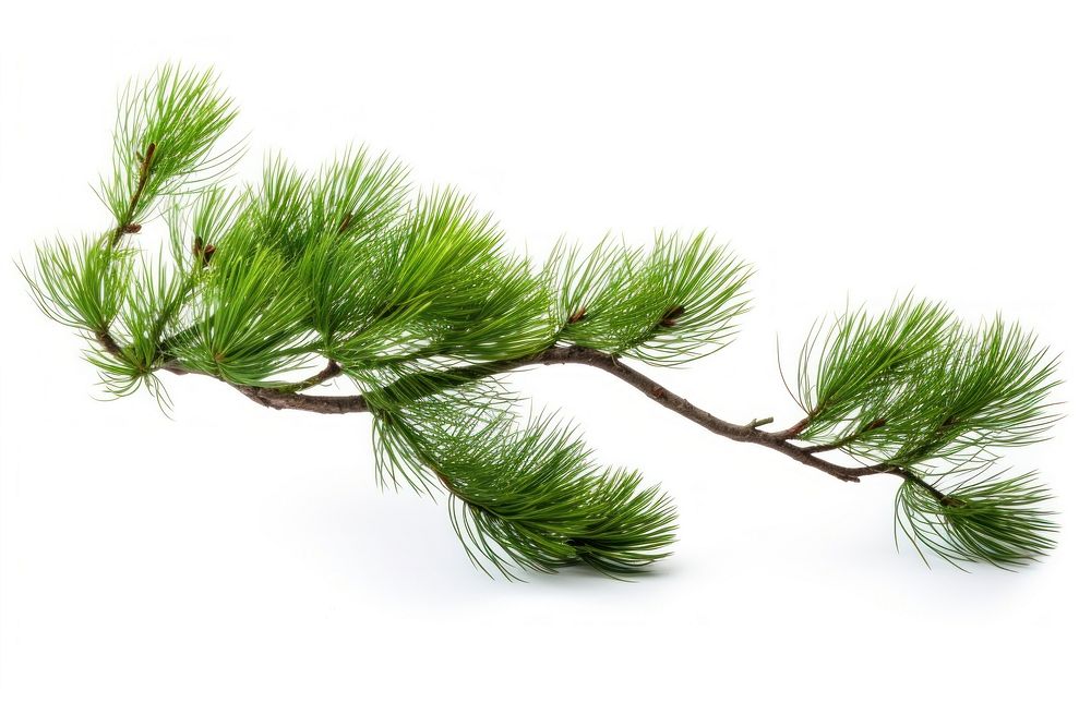 Pine branch plant tree white background. AI generated Image by rawpixel.