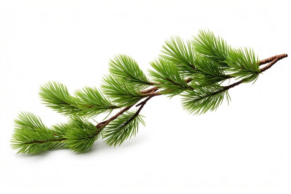Pine branch plant tree fir. AI generated Image by rawpixel.
