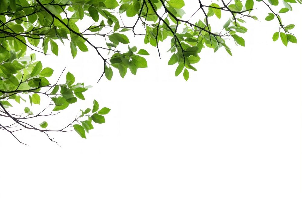 Tree branches with green leaf on left border tree backgrounds outdoors. AI generated Image by rawpixel.