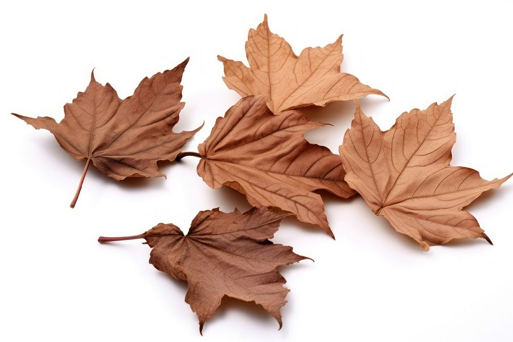 Brown dry maple fallen 5 leaves heap plant brown leaf. AI generated Image by rawpixel.