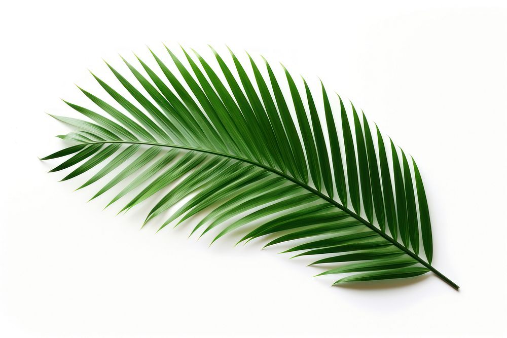 Dark tropical green palm leaf tree plant white background freshness. AI generated Image by rawpixel.