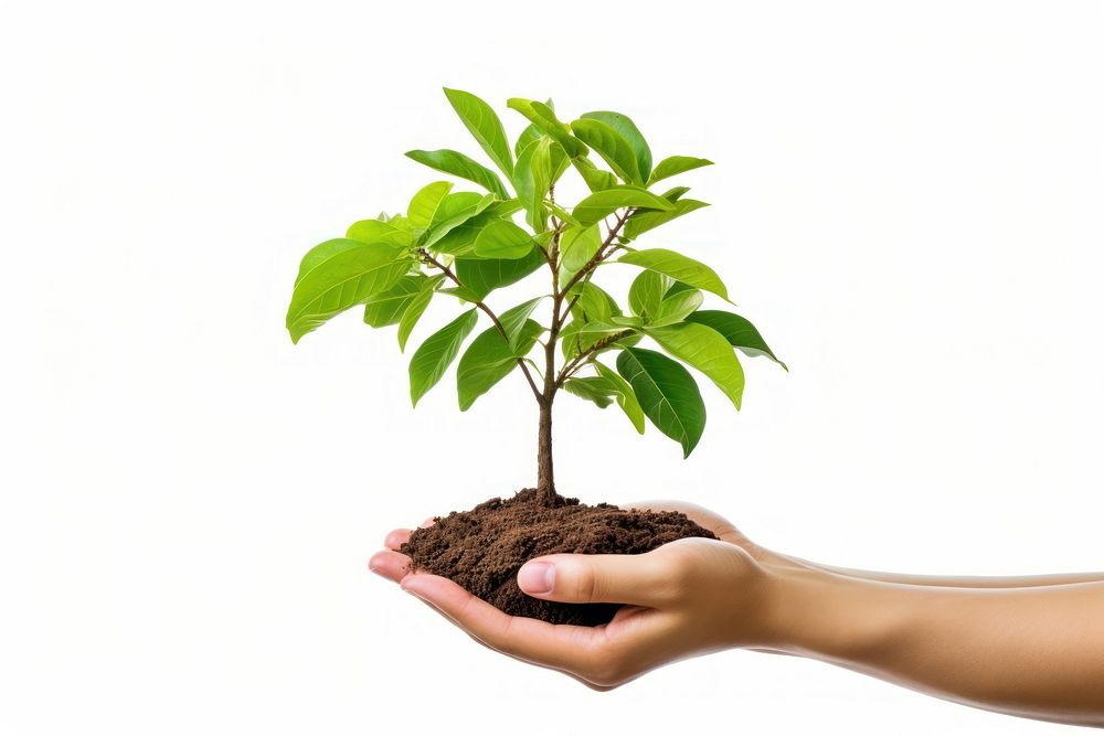 Plant tree planting leaf. AI generated Image by rawpixel.