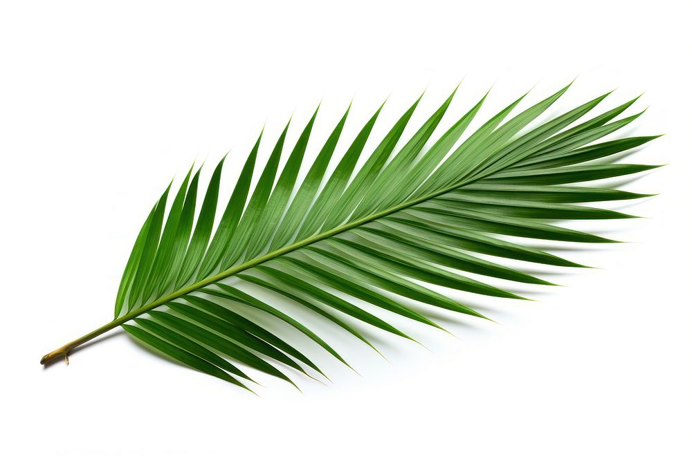Tropical nature green palm leaf plant tree white background. AI generated Image by rawpixel.