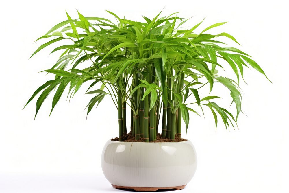 Bamboo plant white background houseplant freshness. AI generated Image by rawpixel.