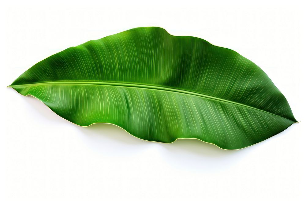Banana leaf plant green white background. AI generated Image by rawpixel.