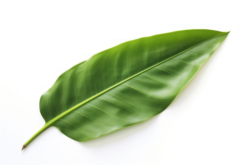 Banana leaf freshness plant green. AI generated Image by rawpixel.