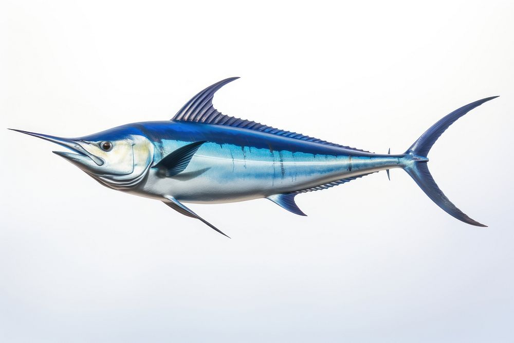 Bull Marlin animal shark fish. AI generated Image by rawpixel.