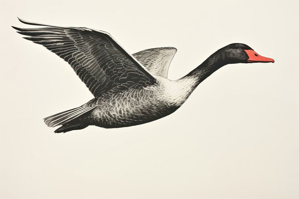 Animal goose bird beak. AI generated Image by rawpixel.