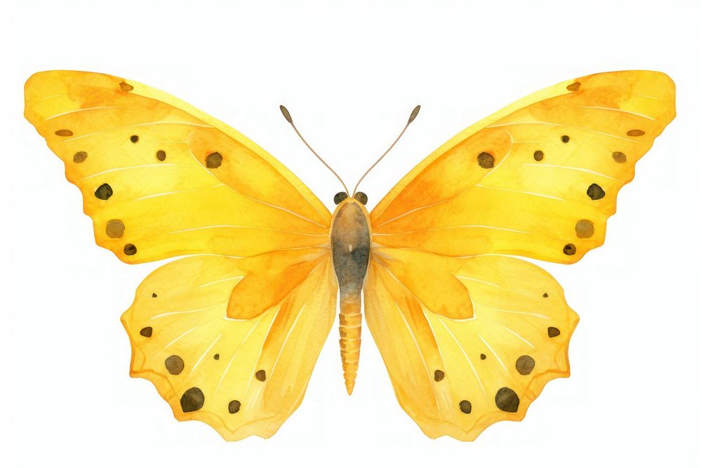 Cute butterflie butterfly animal insect. AI generated Image by rawpixel.