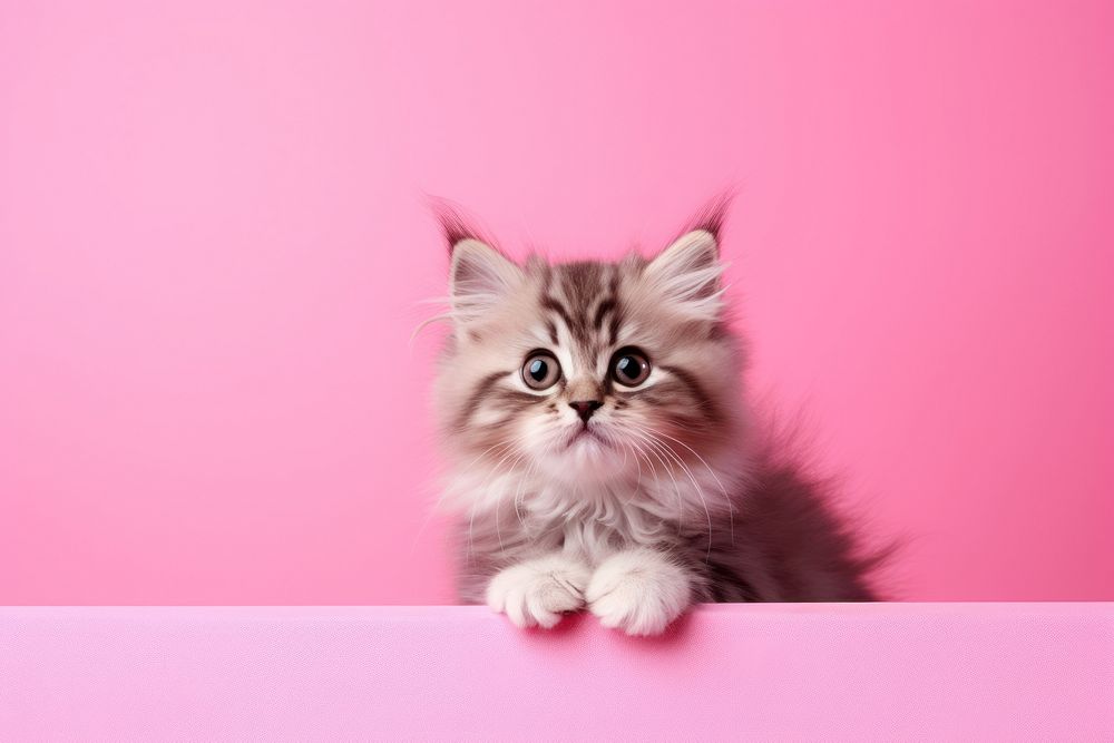 Portrait mammal animal kitten. AI generated Image by rawpixel.
