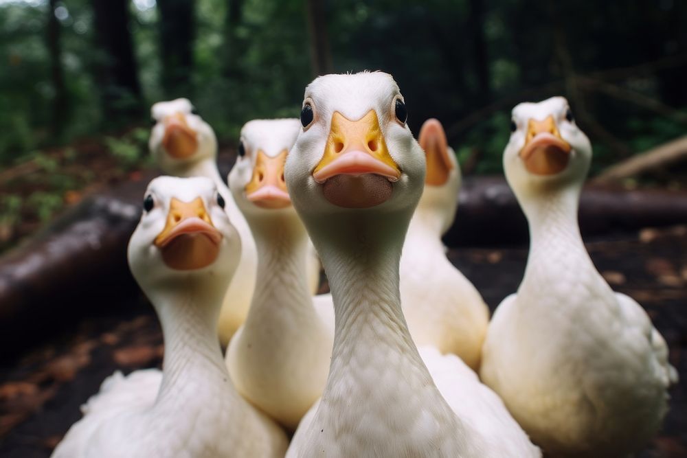 Animal goose bird beak. AI generated Image by rawpixel.