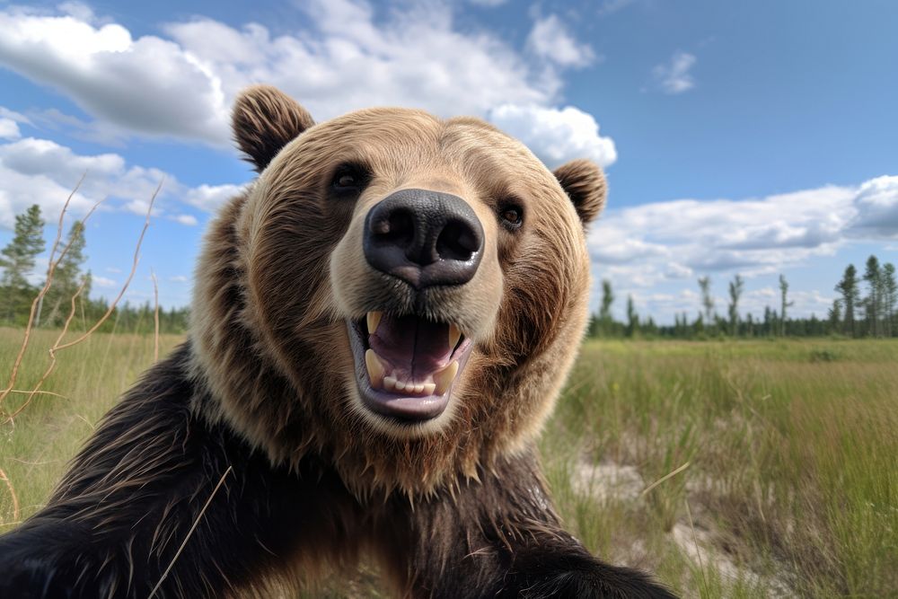 Happy smiling grisly bear wildlife outdoors mammal. AI generated Image by rawpixel.