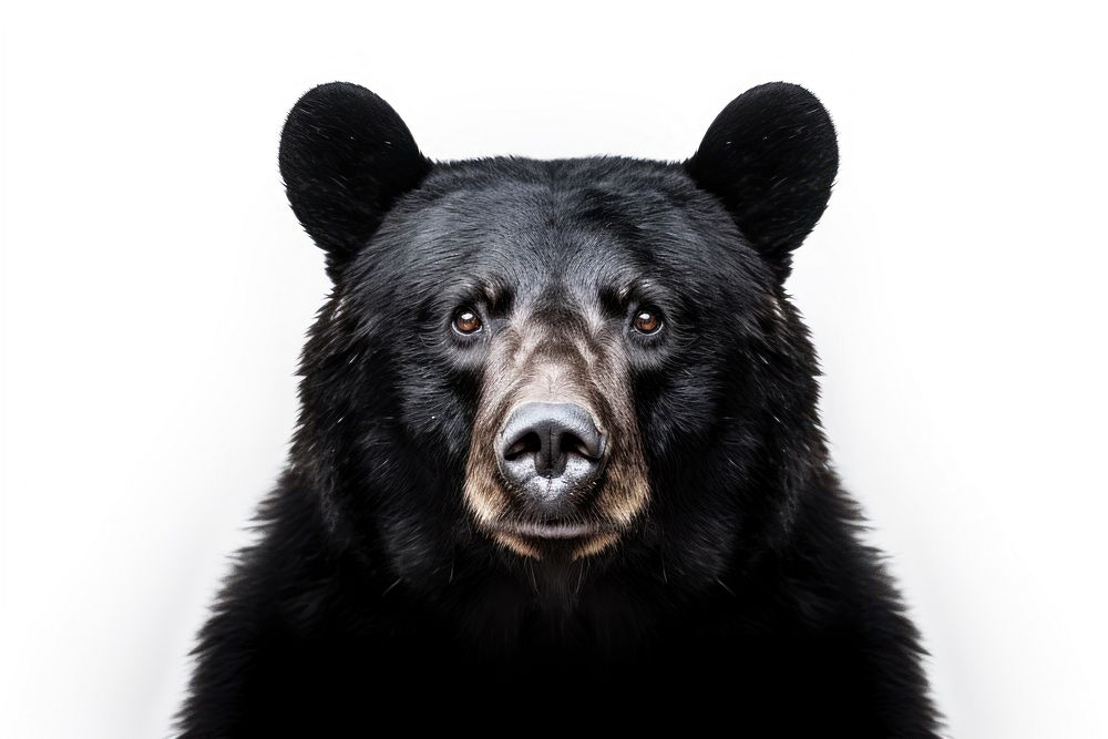 Black bear focus head wildlife mammal animal. 