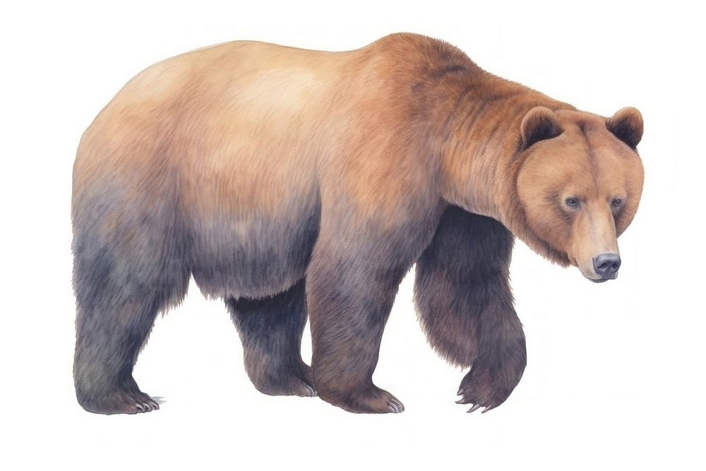 Brown bear watercolor wildlife drawing mammal. AI generated Image by rawpixel.