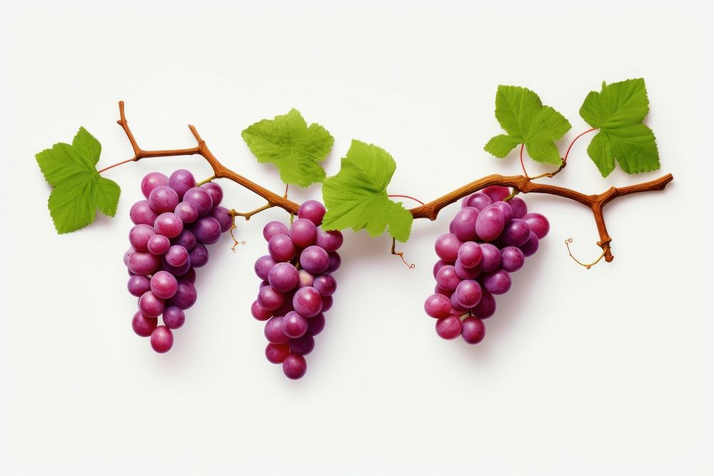 Grape vines 3d cartoon realistic grapes fruit plant. AI generated Image by rawpixel.