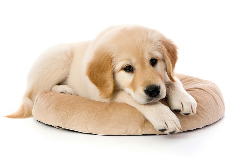 Golden Retriever puppy pet retriever animal. AI generated Image by rawpixel.