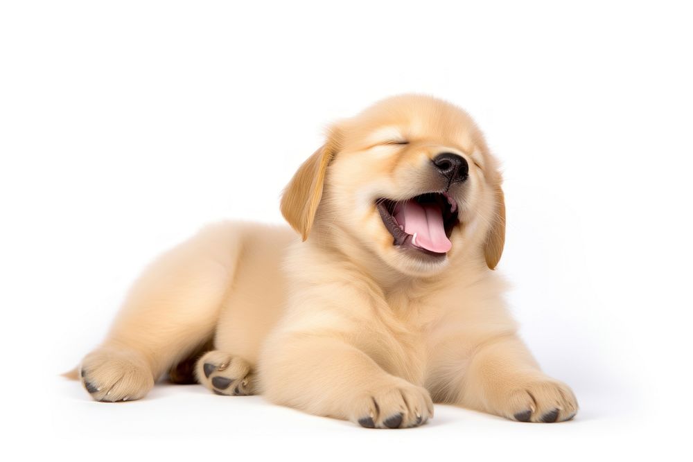 Happy yawning Golden Retriever puppy retriever animal mammal. AI generated Image by rawpixel.