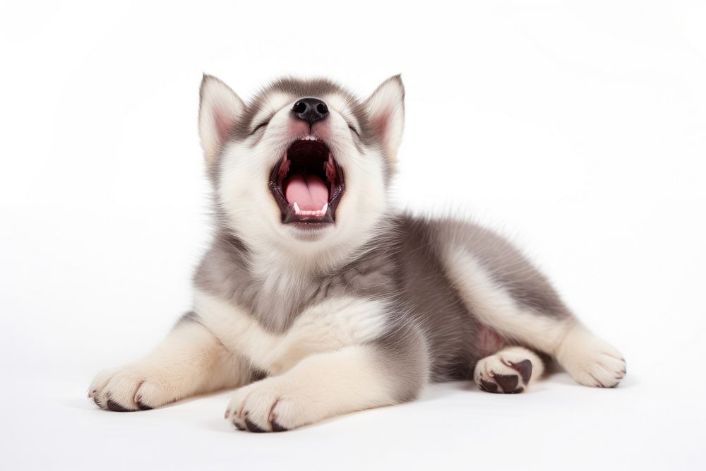 Happy yawning Siberian Husky puppy mammal animal husky. AI generated Image by rawpixel.