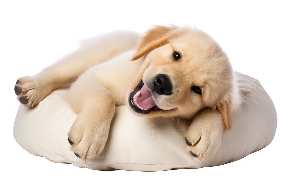 Happy Golden Retriever puppy pet retriever animal. AI generated Image by rawpixel.