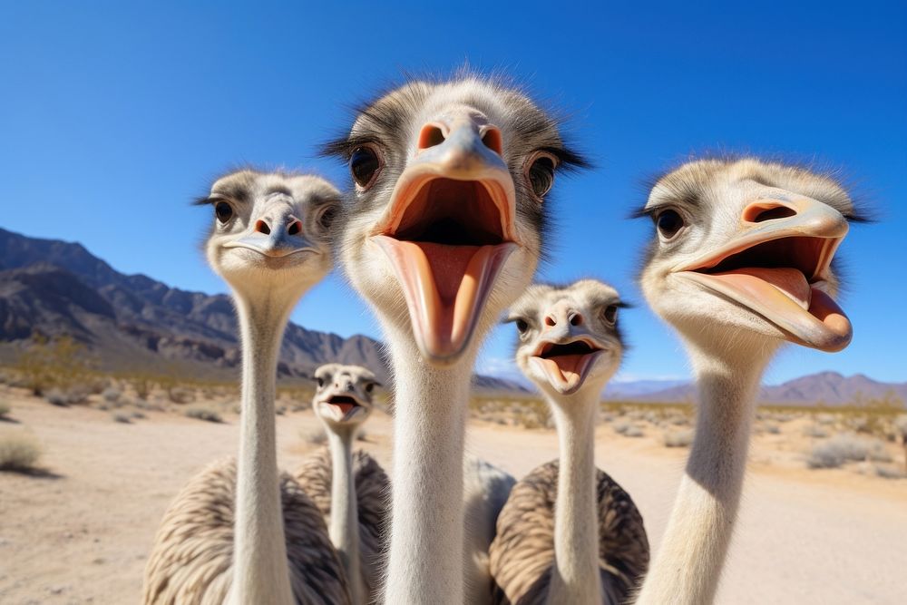 Selfie ostriches animal bird beak. AI generated Image by rawpixel.