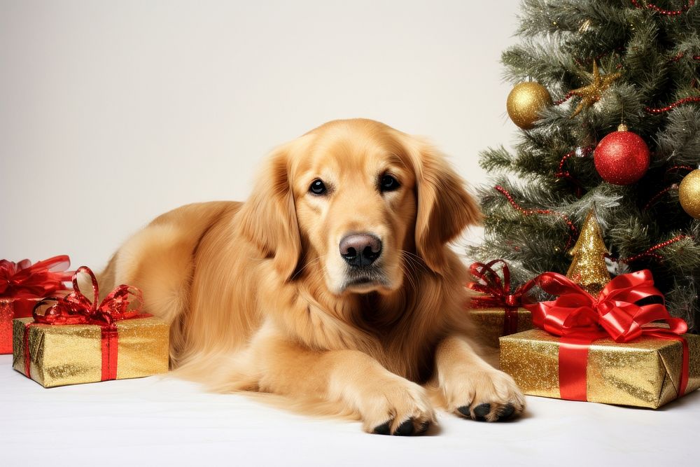 Dog lying near christmas tree retriever mammal animal. 