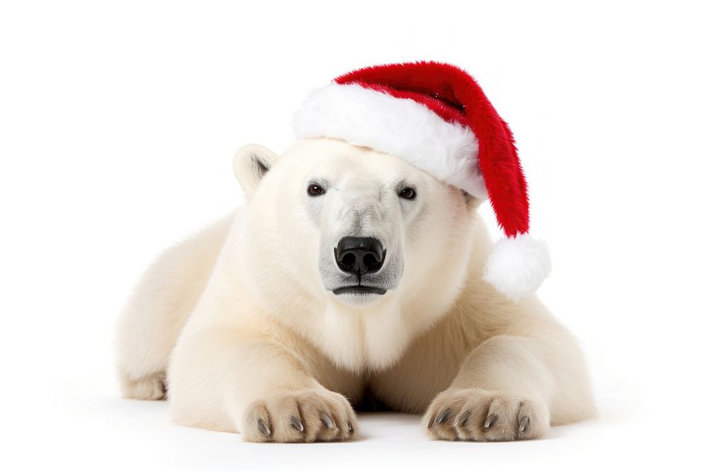 Polar bear santa mammal animal white. AI generated Image by rawpixel.