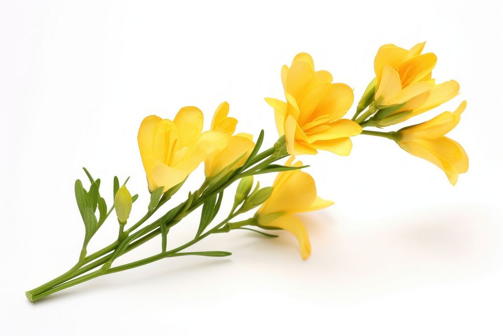 Yellow freesia flower petal plant. AI generated Image by rawpixel.