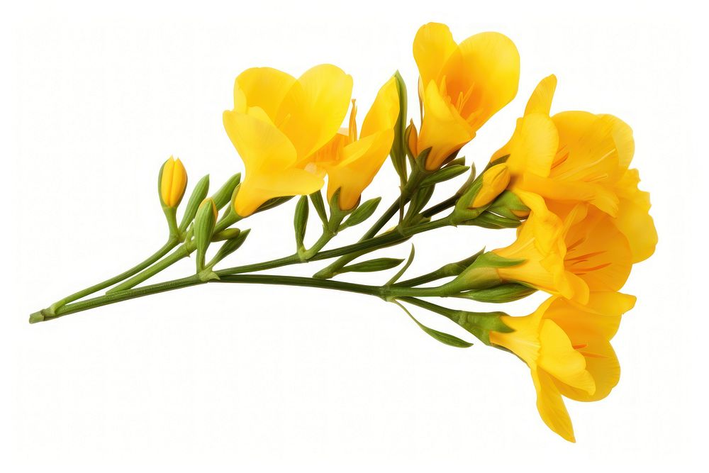 Yellow freesia flower petal plant. AI generated Image by rawpixel.