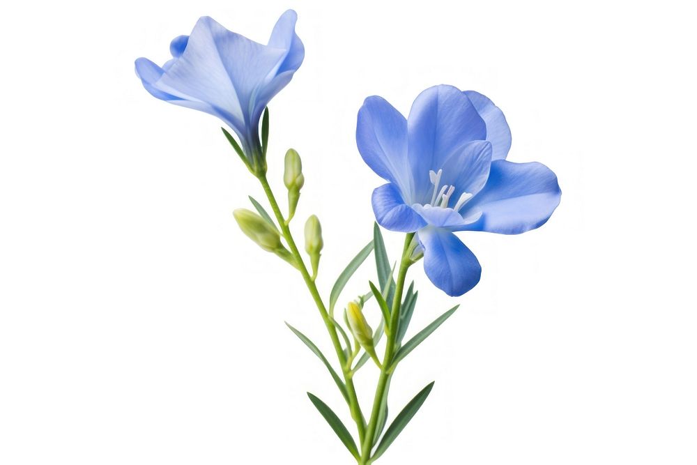 Blue freesia flower blossom petal. AI generated Image by rawpixel.