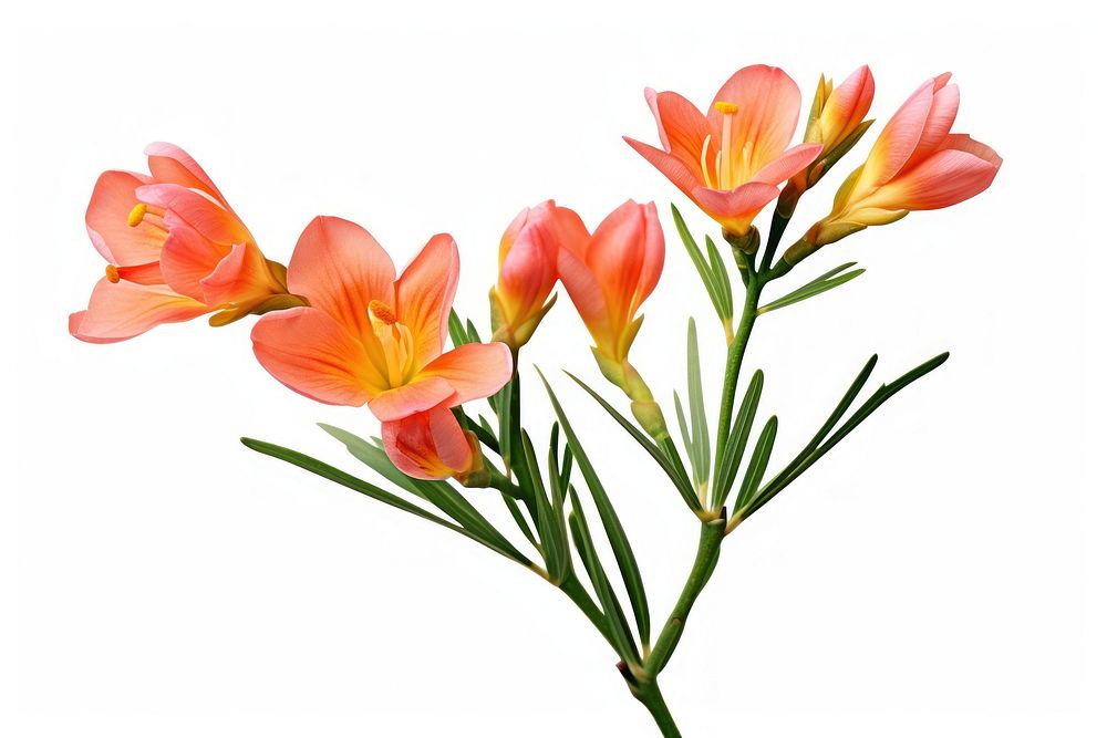 Freesia flower blossom petal. AI generated Image by rawpixel.