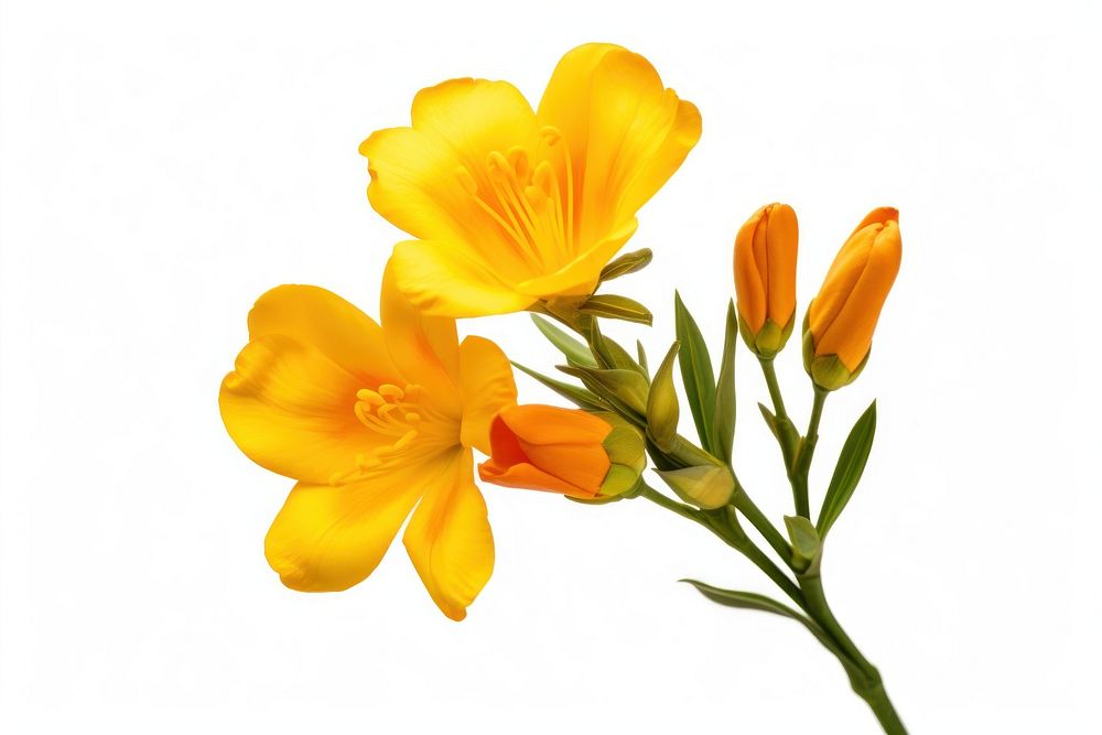 Freesia flower blossom petal. AI generated Image by rawpixel.